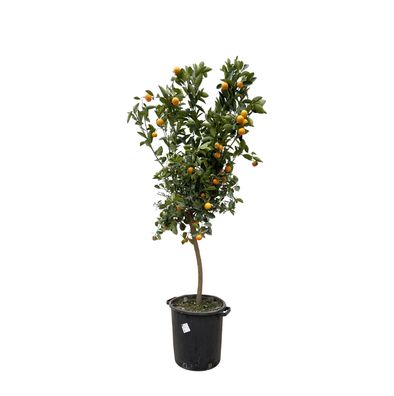Citrus Calamondin - Ø40cm - 200cm - Gartenpflanze
