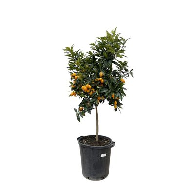 Citrus Kumquat - Ø40cm - 150cm - Gartenpflanze