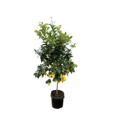 Citrus Lemon - Ø40cm - 210cm - Gartenpflanze