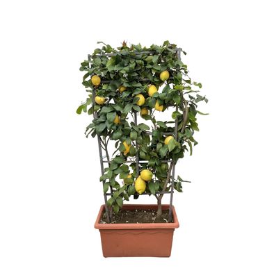Citrus Lemon op rek | Ø60cm | 160cm | Pflanze