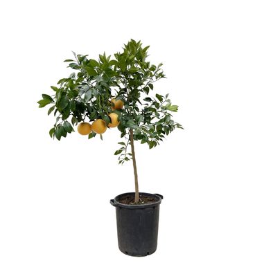 Citrus Pompelmo - Ø40cm - 150cm - Gartenpflanze