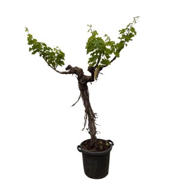Druivenboom (Vitis Vinifera) stam vertakt - Ø55cm - 220cm - Gartenpflanze