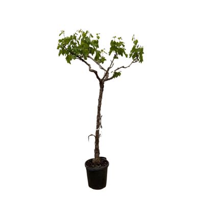 Druivenboom (Vitis Vinifera) stam vertakt - Ø35cm - 200cm - Gartenpflanze