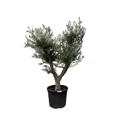 Olea Europaea Cultivo | Ø60cm | 225cm | Pflanze