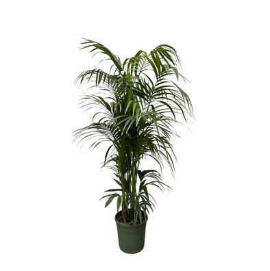 Kentia palm - Ø38cm - 230cm - Zimmerpflanze - Immergrün