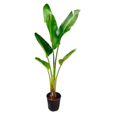 Strelitzia Augusta | Ø30cm | 210cm | Pflanze