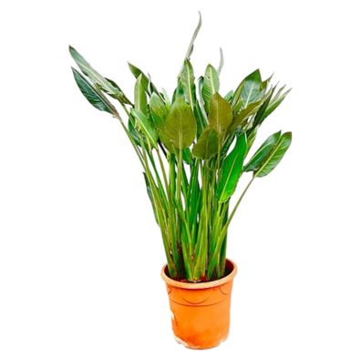 Strelitzia Reginae XL - Ø30cm - 160cm - Zimmerpflanze - Immergrün