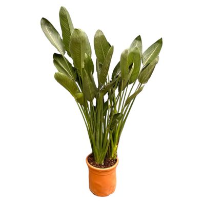 Strelitzia Reginae XL | Ø50cm | 180cm | Pflanze