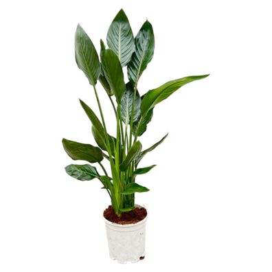 Strelitzia Reginae - Ø19cm - 100cm - Zimmerpflanze - Immergrün