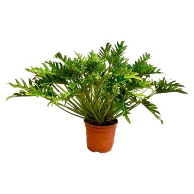 Philodendron Xanadu | Ø30cm | 100cm | Pflanze