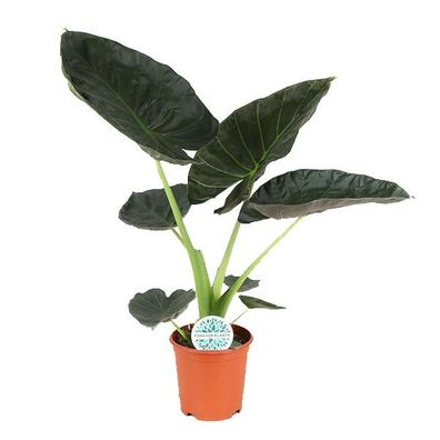 Alocasia Regal Shield - Ø21cm - 100cm - Zimmerpflanze - Immergrün