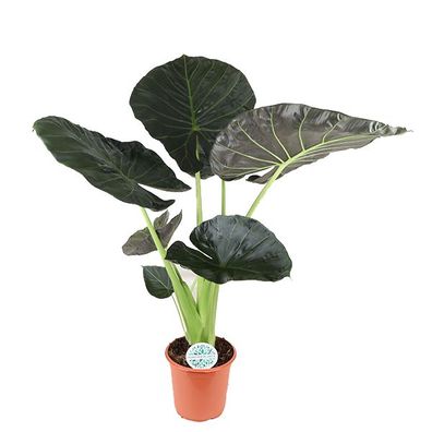 Alocasia Regal Shield - Ø24cm - 110cm - Zimmerpflanze - Immergrün