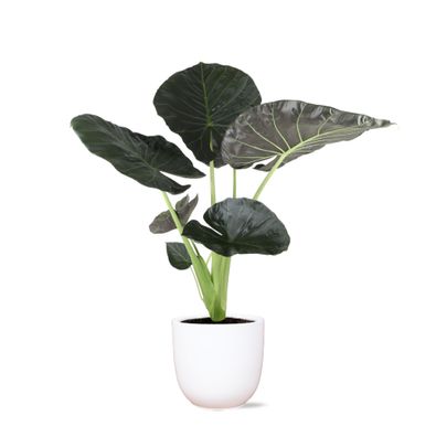 Alocasia Regal Shield in Boule WIT pot - Ø24cm - 110cm - Zimmerpflanze - Immergrün