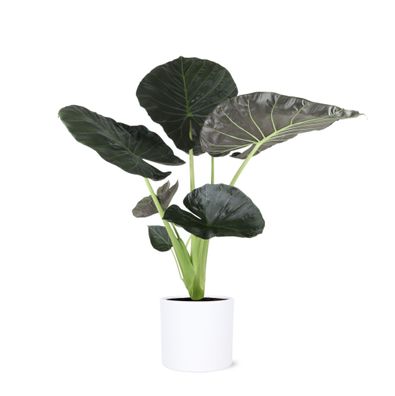 Alocasia Regal Shield in Era WIT pot - Ø24cm - 110cm - Zimmerpflanze - Immergrün