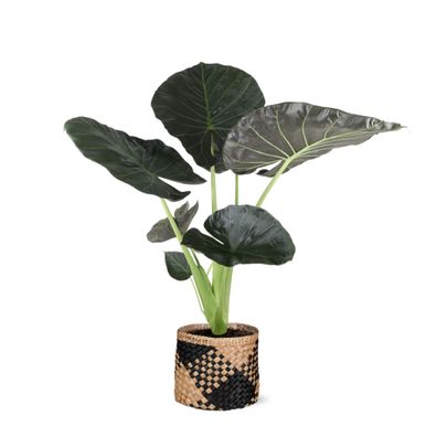 Alocasia Regal Shield in Albury BLACK mand - Ø21cm - 100cm - Zimmerpflanze - Imme..