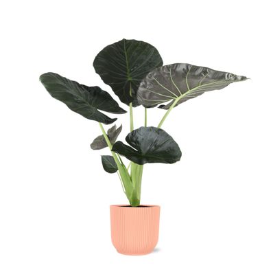 Alocasia Regal Shield in Vibes ROZE pot - Ø21cm - 100cm - Zimmerpflanze - Immergrün