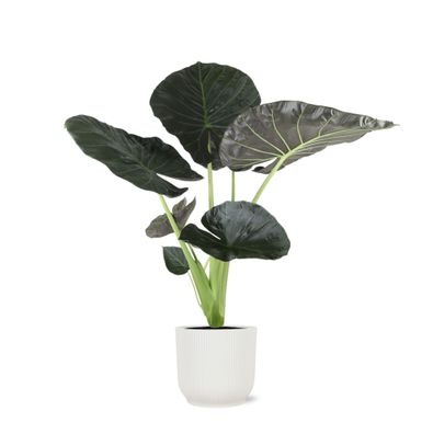 Alocasia Regal Shield in Vibes WIT pot - Ø21cm - 100cm - Zimmerpflanze - Immergrün