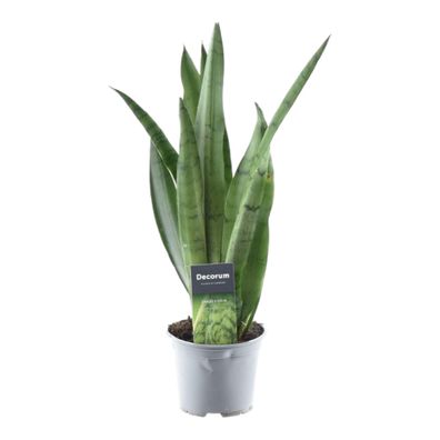 Sansevieria Spearmint | Ø12cm | 45cm | Pflanze