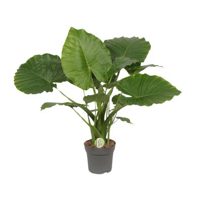 Alocasia Gageana California - Ø21cm - 80cm - Zimmerpflanze - Immergrün