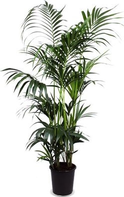Kentia-Palme - Ø27cm - 160cm - Zimmerpflanze - Immergrün