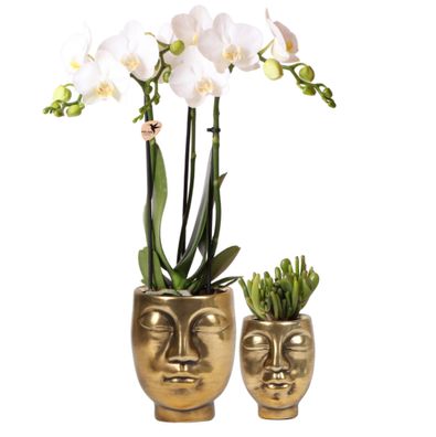 Pflanzenset Face-2-face gold | Set mit weißer Phalaenopsis Orchidee und grüner S..