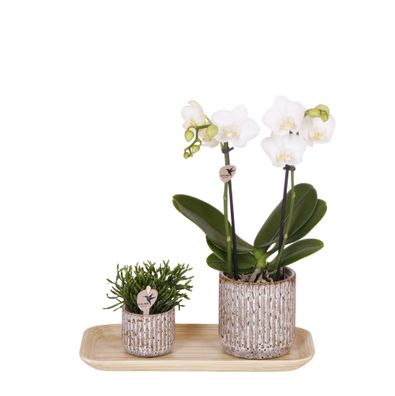 Kolibri Company - Set aus gelber roter Orchidee und Sukkulente auf Bambustablett |..