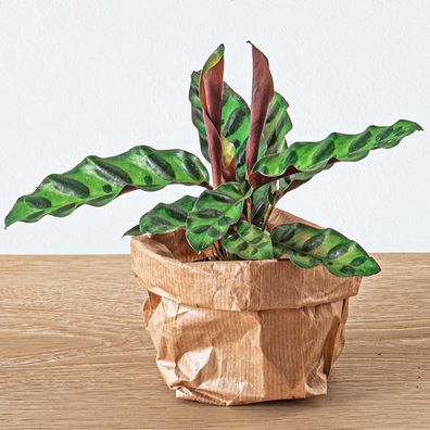 Calathea Lancifolia - Pauwenplant - Ø6cm - 15cm - Zimmerpflanze - Immergrün