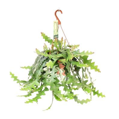 Selenicereus Anthonyanus | Ø21cm | 60cm | Pflanze