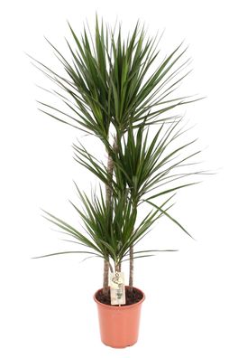 Dracaena Marginata - Ø21cm - 120cm - Zimmerpflanze - Immergrün