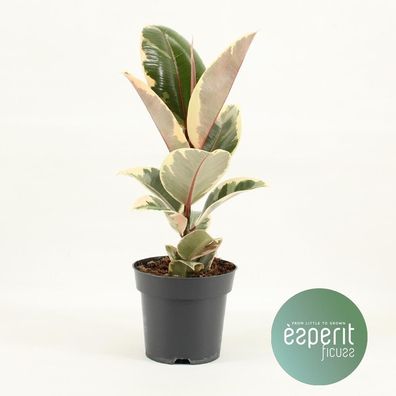 Ficus Elastica Tineke | Ø14cm | 45cm | Pflanze