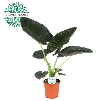Alocasia Regal Shield - Ø21cm - 90cm - Zimmerpflanze - Immergrün