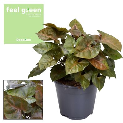Syngonium Maria Feel Green - Ø14cm - 25cm - Zimmerpflanze - Immergrün