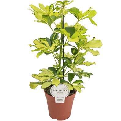 Schefflera Melanie - Ø13cm - 45cm - Zimmerpflanze - Immergrün