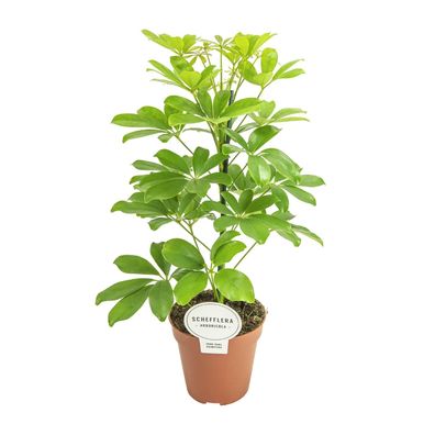 Schefflera Nora - Ø13cm - 45cm - Zimmerpflanze - Immergrün