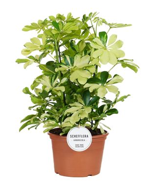 Schefflera Melanie - Ø21cm - 55cm - Zimmerpflanze - Immergrün