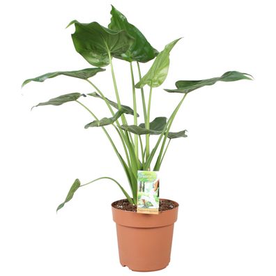 Alocasia Cucculata - Ø21cm - 80cm - Zimmerpflanze - Immergrün