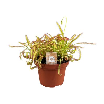 Drosera Capensis | Ø12cm | 17cm | Pflanze