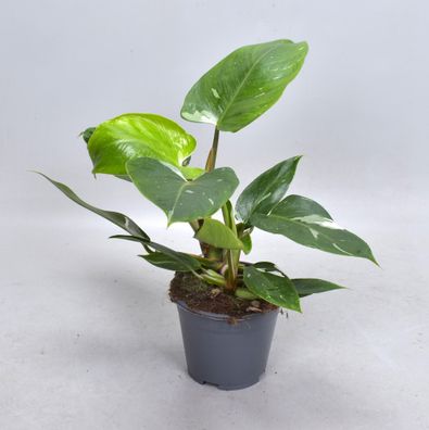 Philodendron White Princess (Decorum) | Ø14cm | 35cm | Pflanze