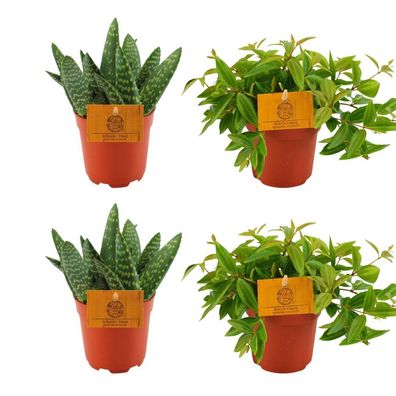 2x Aloe Paradisicum + 2x Peperomia Ang Rocca Vivace | Ø10,5cm | 10cm | Pflanze