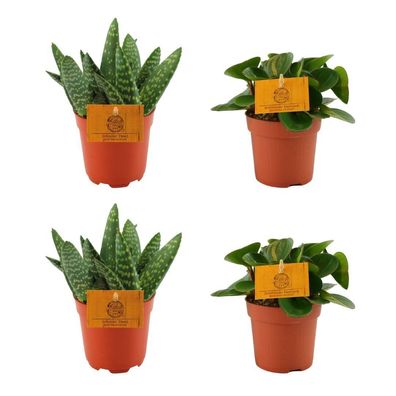 2x Aloe Paradisicum + Peperomia Obtipan Green | Ø10,5cm | 10cm | Pflanze