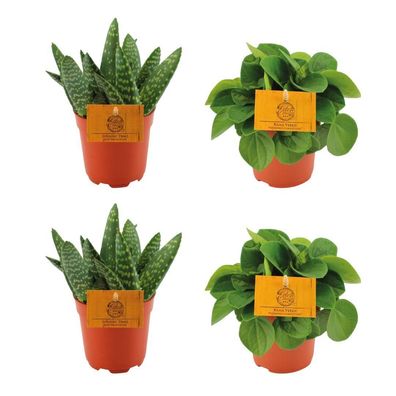 2x Aloe Paradisicum + 2x Peperomia Rana Verde | Ø10,5cm | 10cm | Pflanze