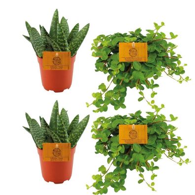 2x Aloe Paradisicum + 2x Peperomia Rotundifolia | Ø10,5cm | 10cm | Pflanze