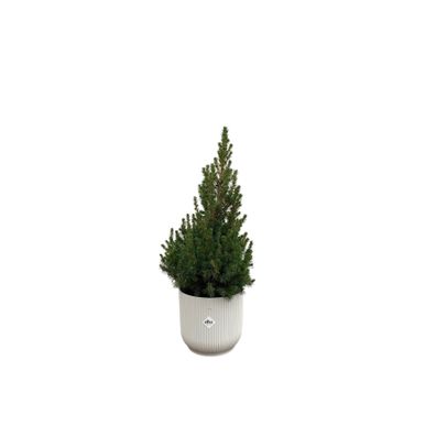 Picea Glauca (kerstboompje) inklusive elho Vibes Fold Round wit | Ø22cm | 60cm | ..
