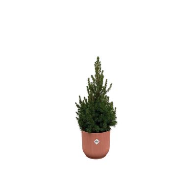 Picea Glauca (kerstboompje) inklusive elho Vibes Fold Round roze | Ø22cm | 60cm |..