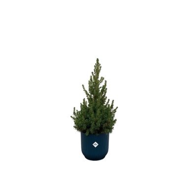 Picea Glauca (kerstboompje) inklusive elho Vibes Fold Round blauw | Ø22cm | 60cm ..
