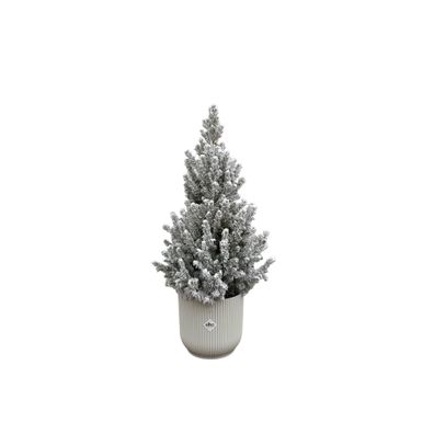 Picea Glauca met sneeuw (kerstboompje) inklusive elho Vibes Fold Round wit | Ø22c..
