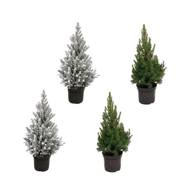 Kerstboom pakket - 2x Picea + 2x Picea met sneeuw | Ø19cm | 60cm | Pflanze