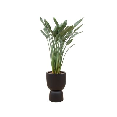 Strelitzia Reginae inklusive elho Pure Coupe zwart | Ø41cm | 190cm | Pflanze