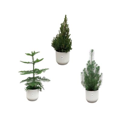 Kerstpakket - Araucaria (kamerden) + Pinus + Picea (kerstboompje) inklusive elho V..