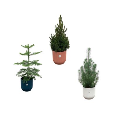 Kerstpakket - Araucaria (kamerden) + Pinus + Picea (kerstboompje) inklusive elho V..